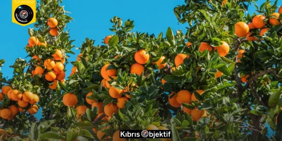 Cypfruvex Meysan Sıkma Tesisi pazartesi gününden itibaren başvuru kabul edecek