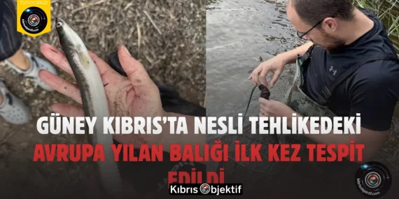 Güney Kıbrıs’ta Nesli Tehlikedeki Avrupa Yılan Balığı İlk Kez Tespit Edildi