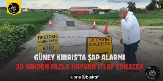 Güney Kıbrıs’ta Şap Alarmı: 30 Binden Fazla Hayvan İtlaf Edilecek