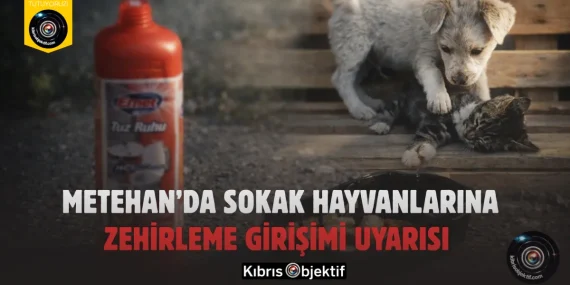 Metehan’da Sokak Hayvanlarına Zehirleme Girişimi Uyarısı