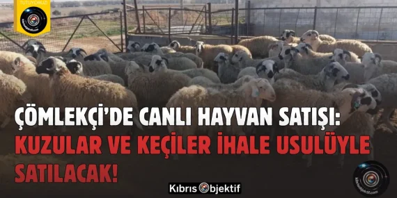 Çömlekçi’de Canlı Hayvan Satışı: Kuzular ve Keçiler İhale Usulüyle Satılacak!