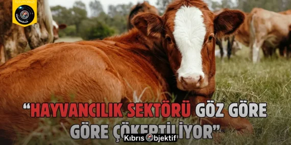 Hayvan Üreticileri ve Yetiştiricileri Birliği: “Hayvancılık sektörü göz göre göre çökertiliyor”