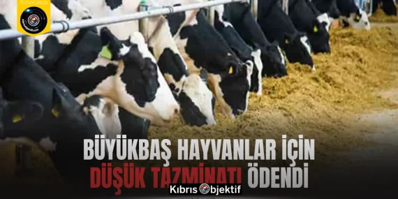 Büyükbaş hayvanlar için düşük tazminatı ödendi