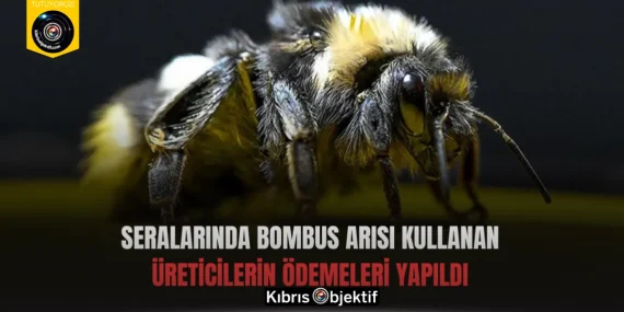Seralarında Bombus arısı kullanan üreticilerin ödemeleri yapıldı