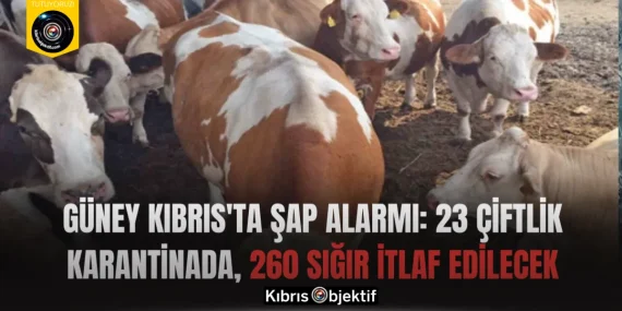 Güney Kıbrıs’ta şap alarmı: 23 çiftlik karantinada, 260 sığır itlaf edilecek