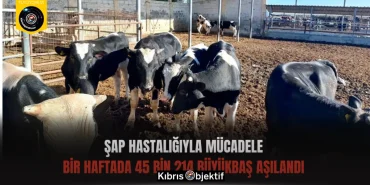 Şap hastalığıyla mücadele: Bir haftada 45 bin 214 büyükbaş aşılandı - Görsel Dizayn