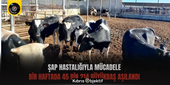 Şap hastalığıyla mücadele: Bir haftada 45 bin 214 büyükbaş aşılandı
