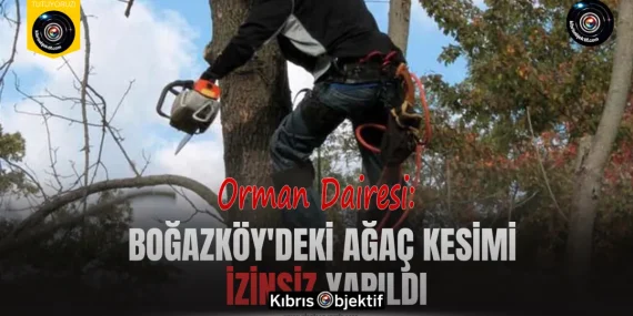 Orman Dairesi: Boğazköy’deki ağaç kesimi izinsiz yapıldı