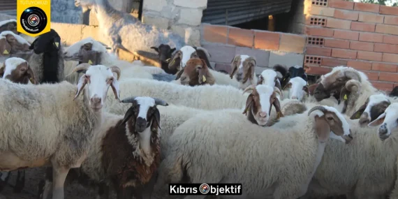 Kayıtlı küçükbaş hayvan bilgileri 31 Aralık’a kadar güncellenmeli