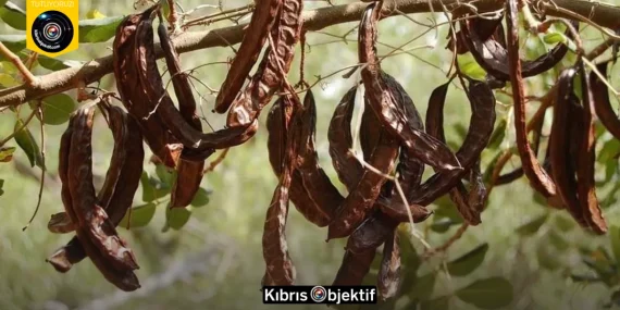Binboğa, harnup taban alım fiyatını 22 tl/kg olarak belirledi