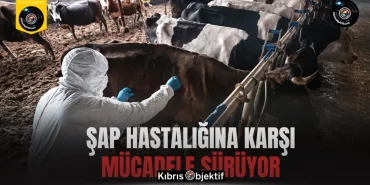 Şap hastalığına karşı mücadele sürüyor - Görsel Dizayn