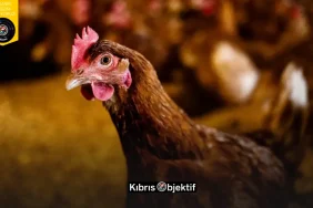 TARIM BAKANLIĞINDAN KUŞ GRİBİNE KARŞI TEDBİR ÇAĞRISI - Görsel Dizayn