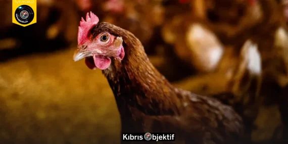 TARIM BAKANLIĞINDAN KUŞ GRİBİNE KARŞI TEDBİR ÇAĞRISI
