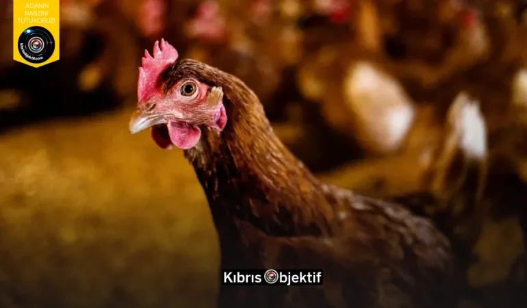 TARIM BAKANLIĞINDAN KUŞ GRİBİNE KARŞI TEDBİR ÇAĞRISI - Görsel Dizayn