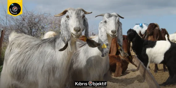Şap hastalığı nedeniyle uygulanan bölgesel karantina kaldırılıyor