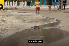 MERİTTA REHABİLİTASYON MERKEZİ ALTI DENİZ KAPLUMBAĞASINI DAHA DENİZE UĞURLADI - Görsel Dizayn