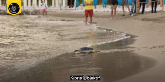 MERİTTA REHABİLİTASYON MERKEZİ ALTI DENİZ KAPLUMBAĞASINI DAHA DENİZE UĞURLADI