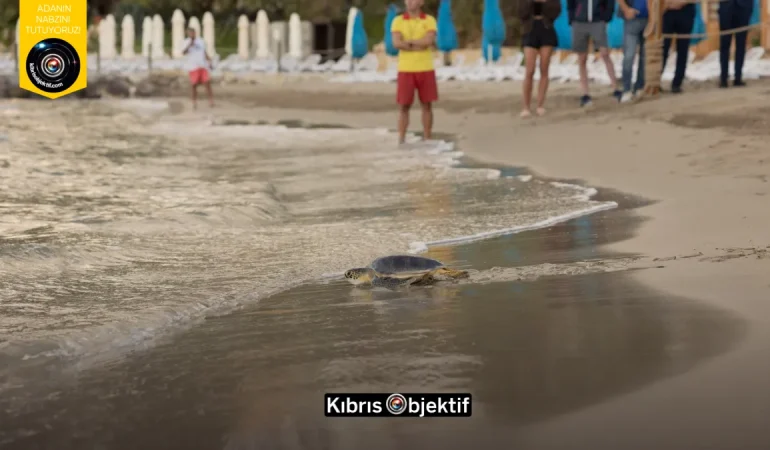 MERİTTA REHABİLİTASYON MERKEZİ ALTI DENİZ KAPLUMBAĞASINI DAHA DENİZE UĞURLADI - Görsel Dizayn