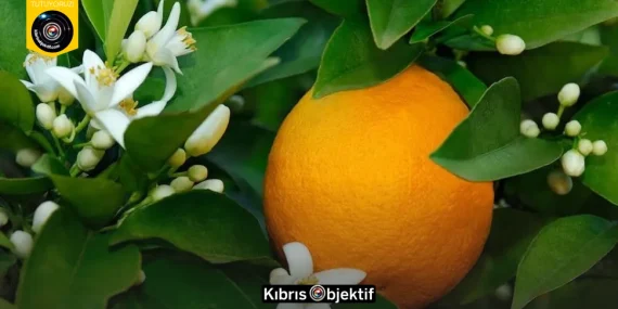 NARENCİYE ÜRETİCİLERİ BİRLİĞİ DERNEĞİNDEN ÖDEME ÇAĞRISI“ÜRÜN BEDELLERİ VE TAZMİNATLAR HALA ÖDENMEDİ”