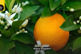 NARENCİYE ÜRETİCİLERİ BİRLİĞİNDEN HÜKÜMETE ÇAĞRIÜRÜN ÖDEMELERİ HÂLÂ YAPILMADI - Görsel Dizayn