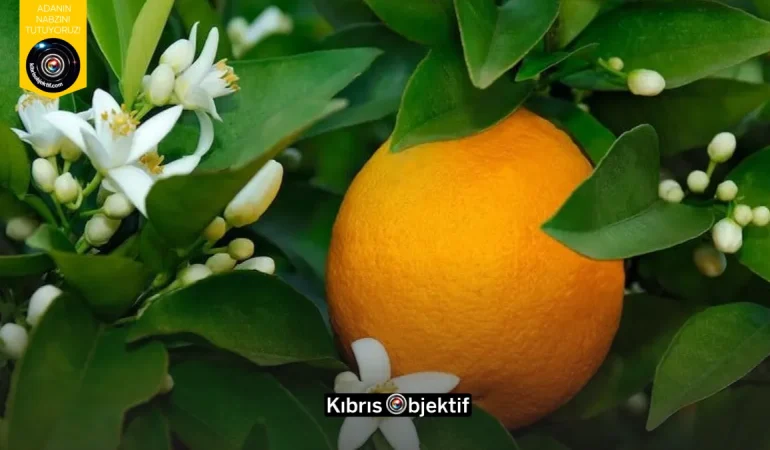 NARENCİYE ÜRETİCİLERİ BİRLİĞİNDEN HÜKÜMETE ÇAĞRIÜRÜN ÖDEMELERİ HÂLÂ YAPILMADI - Görsel Dizayn